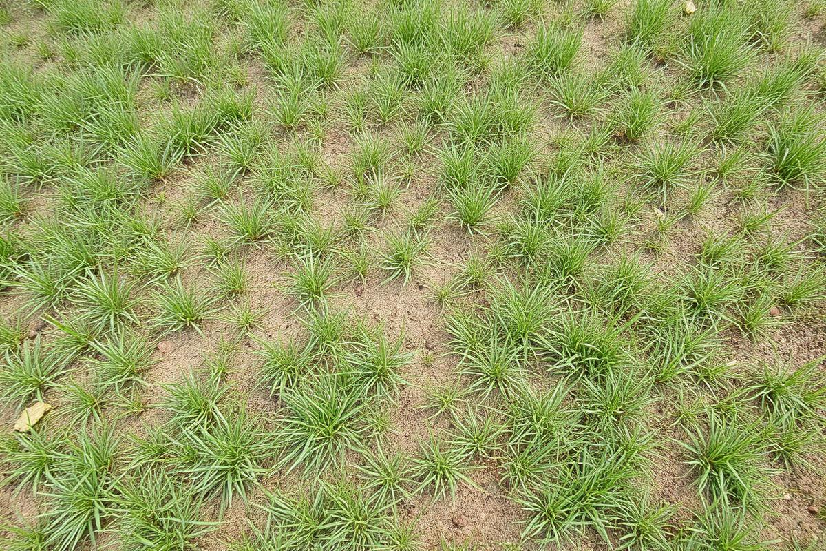 Bare soil patch in a thin lawn